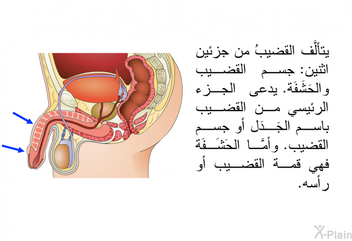 يتألَّف القضيبُ من جزئين اثنين: جسم القضيب والحَشَفَة. يدعى الجزء الرئيسي من القضيب باسم الجَدَل أو جسم القضيب. وأمَّا الحَشَفَة فهي قمة القضيب أو رأسه.