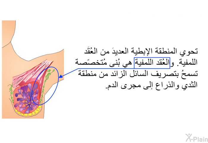 تحوي المنطقة الإبطية العديدَ من العُقَد اللمفية. والعُقد اللمفية هي بُنى مُتخصّصة تسمحُ بتصريف السائل الزائد من منطقة الثدي والذراع إلى مجرى الدم.