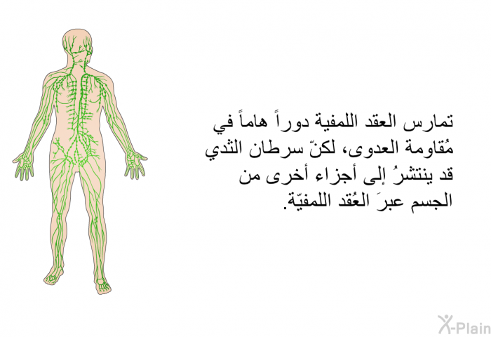 تمارس العقد اللمفية دوراً هاماً في مُقاومة العدوى، لكنّ سرطان الثدي قد ينتشرُ إلى أجزاء أخرى من الجسم عبرَ العُقد اللمفيّة.