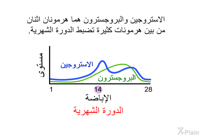 الاستروجين والبروجسترون هما هرمونان اثنان من بين هرمونات كثيرة تضبط الدورة الشهرية.