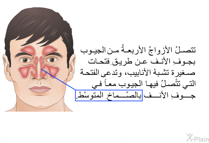 تتصلُ الأزواجُ الأربعةُ من الجيوب بجوفِ الأنف عن طريقِ فتحات صغيرة تشبهُ الأنابيب، وتدعى الفتحةَ التي تتَّصلُ فيها الجيوب معاً في جوفِ الأنف بالصِّماخِ المتوسَّط.