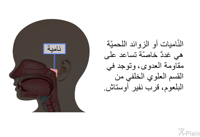 النَّاميات أو الزوائد اللحميَّة هي غددٌ خاصَّة تساعد على مقاومة العدوى، وتوجد في القسم العلوي الخلفي من البلعوم، قرب نفير أوستاش.