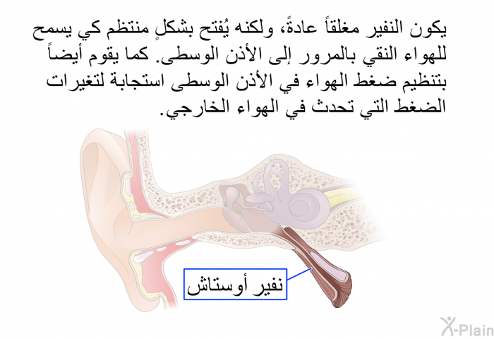 يكون النفير مغلقاً عادةً، ولكنه يُفتح بشكلٍ منتظم كي يسمح للهواء النقي بالمرور إلى الأذن الوسطى. كما يقوم أيضاً بتنظيم ضغط الهواء في الأذن الوسطى استجابة لتغيرات الضغط التي تحدث في الهواء الخارجي.