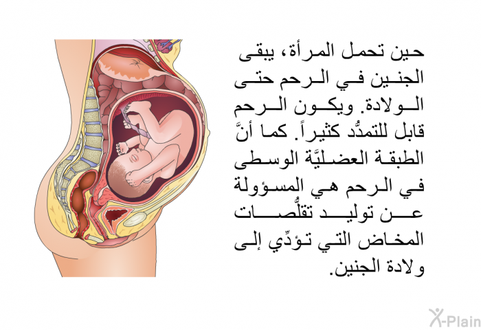 حين تحمل المرأة ، يبقى الجنينُ في الرحم حتَّى الولادة. ويكونُ الرحم قابل للتمدُّد كثيراً. كما أنَّ الطبقةَ العضليَّة الوسطى في الرحم هي المسؤولة عن توليد تقلُّصات المخاض التي تؤدِّي إلى ولادة الجنين.