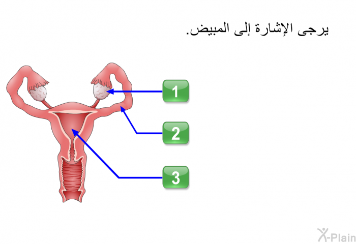 يرجى الإشارة إلى المبيض.