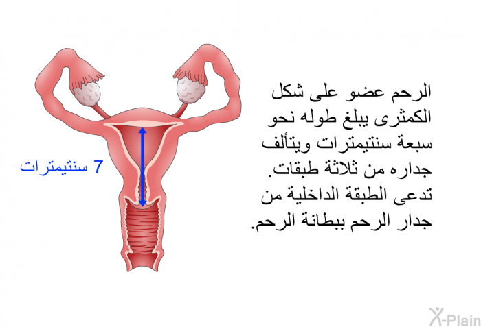 الرحم عضو على شكل الكمثرى يبلغ طوله نحو سبعة سنتيمتر ويتألف جداره من ثلاثة طبقات. تدعى الطبقة الداخلية من جدار الرحم ببطانة الرحم.