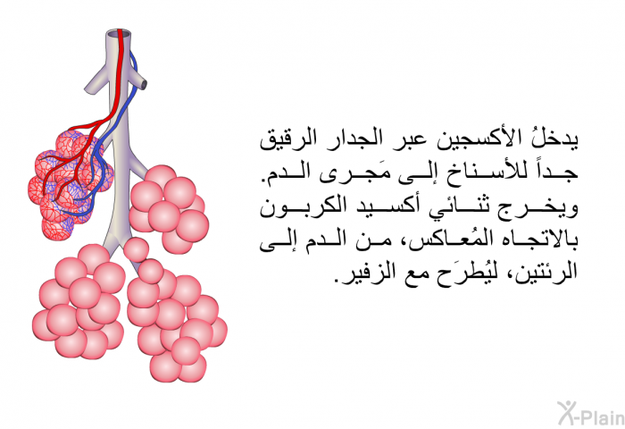 يدخلُ الأكسجين عبر الجدار الرقيق جداً للأسناخ إلى مَجرى الدم. ويخرج ثنائي أكسيد الكربون بالاتجاه المُعاكس، من الدم إلى الرئتين، ليُطرَح مع الزفير.