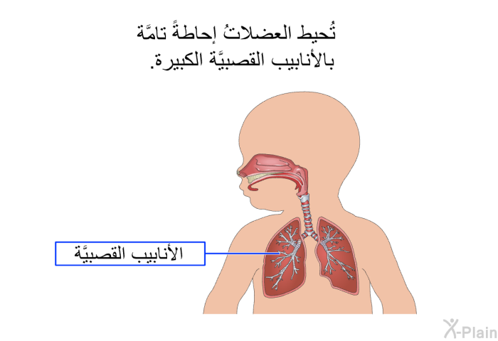 تُحيط العضلاتُ إحاطةً تامَّة بالأنابيب القصبيَّة الكبيرة.