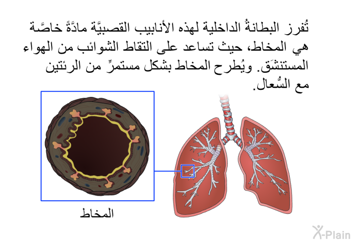 تُفرز البطانةُ الداخلية لهذه الأنابيب القصبيَّة مادَّةً خاصَّة هي المخاط، حيث تساعد على التقاط الشوائب من الهواء المستنشَق. ويُطرح المخاط بشكل مستمرٍّ من الرئتين مع السُّعال.