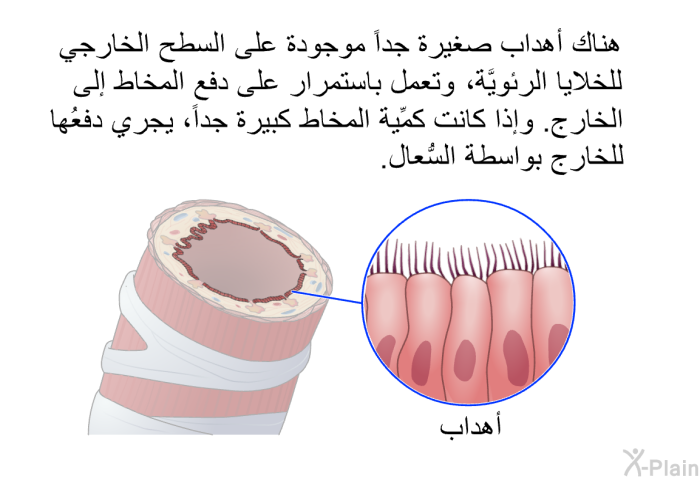 هناك أهدابٌ صغيرة جداً موجودة على السطح الخارجي للخلايا الرئويَّة، وتعمل باستمرار على دفع المخاط إلى الخارج. وإذا كانت كمِّية المخاط كبيرة جداً، يجري دفعُها للخارج بواسطة السُّعال.