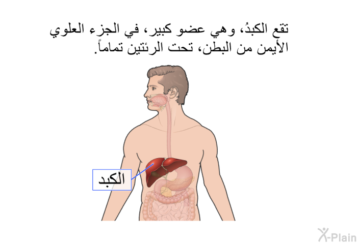 تقع الكبدُ، وهي عضو كبير، في الجزء العلوي الأيمن من البطن، تحت الرئتين تماماً.