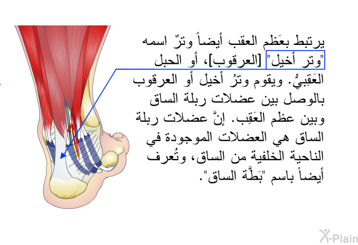 يرتبط بعَظم العقب أيضاً وترٌ اسمه "وتر أخيل" [العرقوب]، أو الحبل العَقِبيُّ. ويقوم وترُ أخيل أو العرقوب بالوصل بين عضلات ربلة الساق وبين عظم العَقِب. إنَّ عضلات ربلة الساق هي العضلات الموجودة في الناحية الخلفية من الساق، وتُعرف أيضاً باسم "بَطَّة الساق".