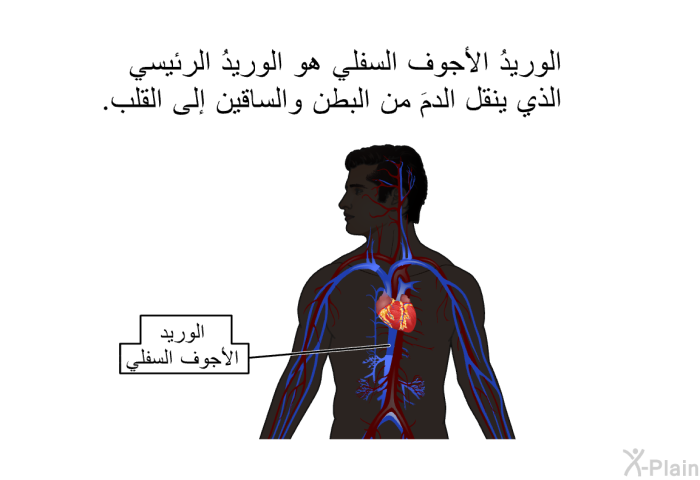 الوريدُ الأجوف السفلي هو الوريدُ الرئيسي الذي ينقل الدمَ من البطن والساقين إلى القلب.