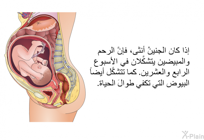 إذا كان الجنينُ أنثى، فإنَّ الرحم والمبيضين يتشكَّلان في الأسبوع الرابع والعشرين. كما تتشكَّل أيضاً البيوض التي تكفي طوالَ الحياة.