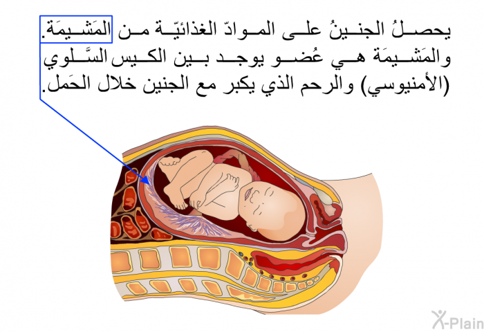 يحصلُ الجنينُ على الموادّ الغذائيّة من المَشيمَة. والمَشيمَة هي عُضو يوجد بين الكيس السَّلوي (الأمنيوسي) والرحم الذي يكبر مع الجنين خلال الحَمل.