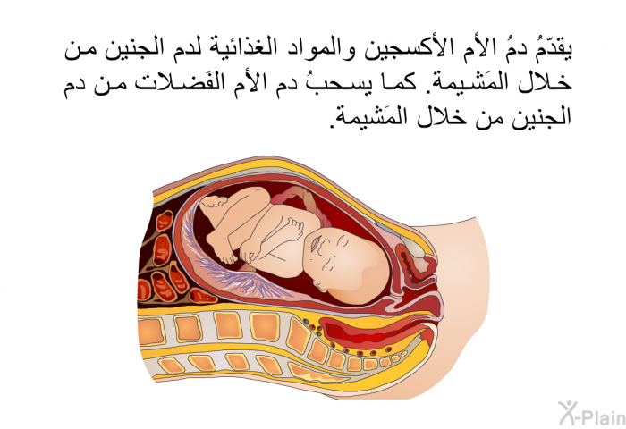 يقدّمُ دمُ الأم الأكسجين والمواد الغذائية لدم الجنين من خلال المَشيمة. كما يسحبُ دم الأم الفَضلات من دم الجنين من خلال المَشيمة.