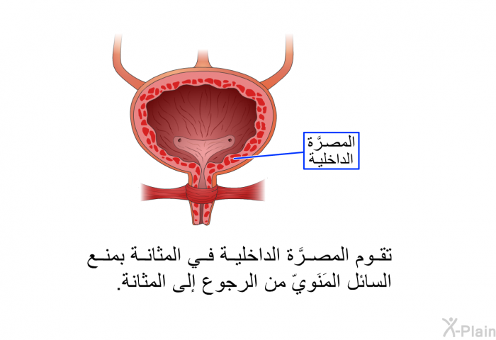 تقوم المصرَّة الداخلية في المثانة بمنع السائل المَنَويّ من الرجوع إلى المثانة.