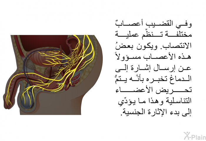 وفي القضيب أعصابٌ مختلفة تنظِّم عملية الانتصاب. ويكون بعضُ هذه الأعصاب مسؤولاً عن إرسال إشارة إلى الدماغ تخبره بأنَّه يتمُّ تحريض الأعضاء التناسلية، وهذا ما يؤدِّي إلى بدء الإثارة الجنسية.