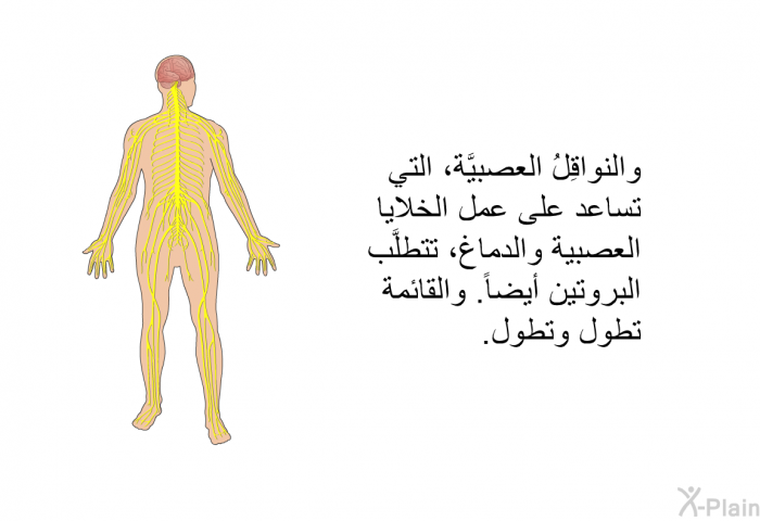 والنواقِلُ العصبيَّة، التي تساعد على عمل الخلايا العصبية والدماغ، تتطلَّب البروتين أيضاً. والقائمة تطول وتطول.