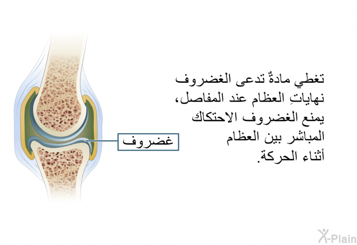 تغطي مادةٌ تدعى الغضروف نهاياتِ العظام عند المفاصل، يمنع الغضروف الاحتكاك المباشر بين العظام أثناء الحركة.