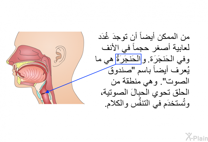 من الممكن أيضاً أن توجدَ غُدَدٌ لعابية أصغر حجماً في الأنف وفي الحَنجَرَة. والحَنجَرَةُ هي ما يُعرف أيضاً باسم "صندوق الصوت". وهي منطقةٌ من الحلق تحوي الحبالَ الصوتية، وتُستخدَم في التنفُّس والكلام.