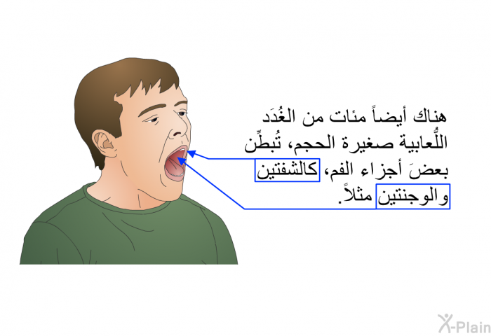 هناك أيضاً مئاتٌ من الغُدَد الُّلعابية صغيرة الحجم، تبطِّن بعضَ أجزاء الفم، كالشفتين والوجنتين مثلاً.