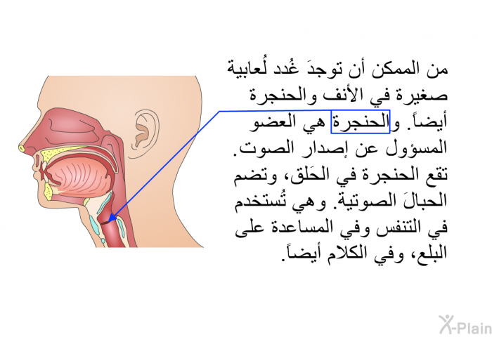 من الممكن أن توجدَ غُدد لُعابية صغيرة في الأنف والحنجرة أيضاً. والحنجرةُ هي العضو المسؤول عن إصدار الصوت. تقع الحنجرةُ في الحَلق، وتضم الحبالَ الصوتية. وهي تُستخدم في التنفس وفي المساعدة على البلع، وفي الكلام أيضاً.