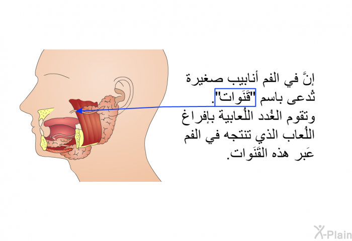 إنَّ في الفم أنابيب صغيرة تُدعى باسم "قَنَوات". وتقوم الغُدد اللُعابية بإفراغ اللُعاب الذي تنتجه في الفم عَبر هذه القَنَوات.