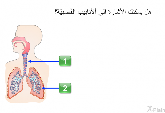 هل يمكنك الأشارة الى ألأنابيب القَصبيّة؟