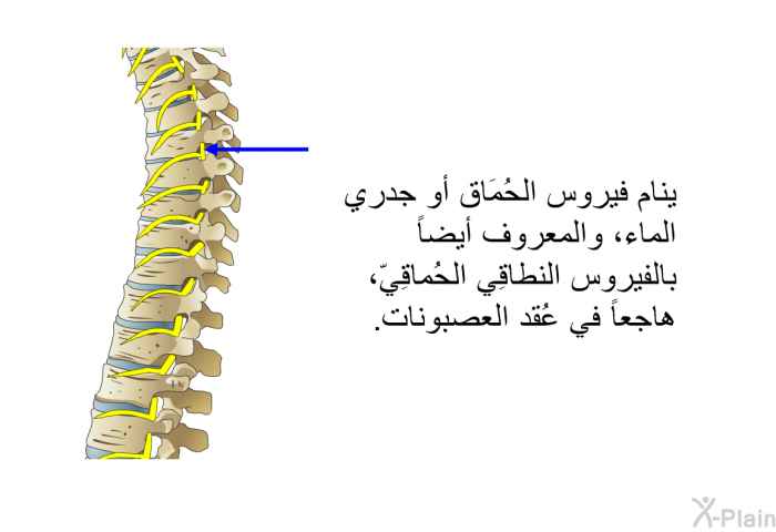 ينام فيروس الحُمَاق أو جدري الماء، والمعروف أيضاً بالفَيْروسُ النُّطَاقِيُّ الحُماقِيّ، هاجعاً في عُقد العصبونات.