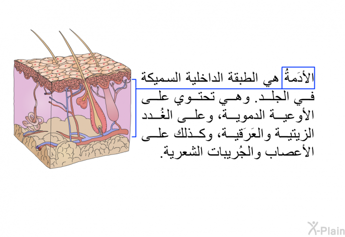 الأَدَمةُ هي الطبقة الداخلية السميكة في الجلد. وهي تحتوي على الأوعية الدموية، وعلى الغُدد الزيتية والعَرَقية، وكذلك على الأعصاب والجُريبات الشعرية.