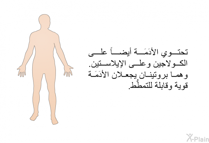 تحتوي الأَدَمَة أيضاً على الكولاجين وعلى الإيلاستين. وهما بروتينان يجعلان الأَدَمَة قوية وقابلة للتمطُّط.