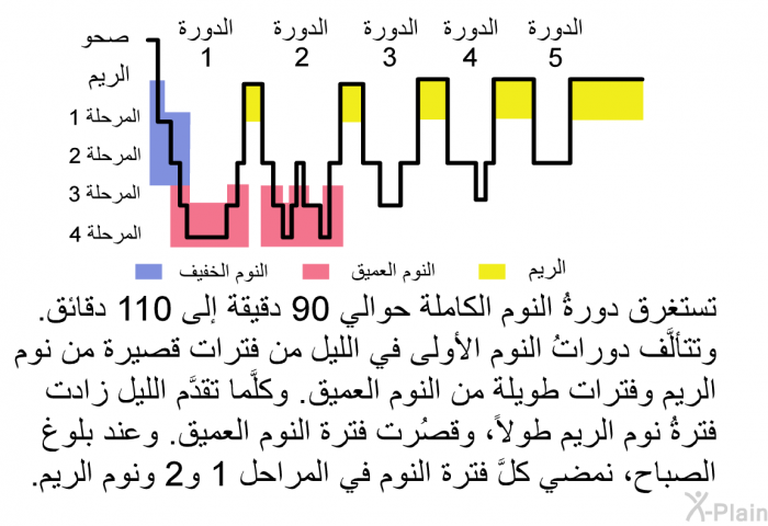 تستغرق دورةُ النوم الكاملة حوالي 90 دقيقة إلى 110 دقائق. وتتألَّف دوراتُ النوم الأولى في الليل من فترات قصيرة من نوم الريم وفترات طويلة من النوم العميق. وكلَّما تقدَّم الليل زادت فترةُ نوم الريم طولاً، وقصُرت فترة النوم العميق. وعند بلوغ الصباح، نمضي كلَّ فترة النوم في المراحل 1 و2 ونوم الريم.