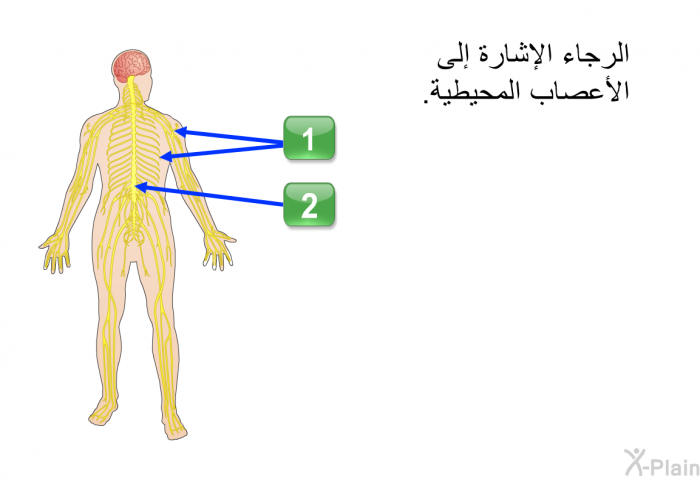 الرجاء الإشارة إلى الأعصاب المحيطية.