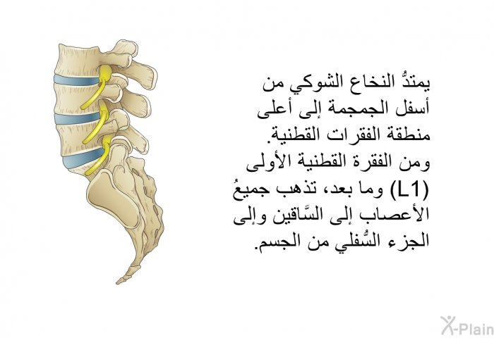 يمتدُّ النخاع الشوكي من أسفل الجمجمة إلى أعلى منطقة الفقرات القطنية. ومن الفقرة القطنية الأولى (L1) وما بعد، تذهب جميعُ الأعصاب إلى السَّاقين وإلى الجزء السُّفلي من الجسم.