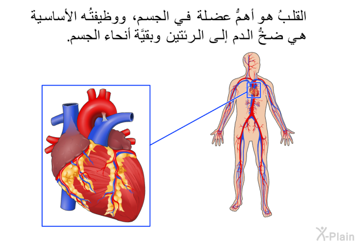 القلبُ هو أهمُّ عضلة في الجسم، ووظيفتُه الأساسية هي ضخُّ الدم إلى الرئتين وبقيَّة أنحاء الجسم.