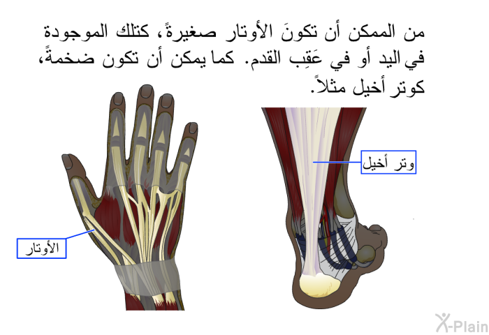 من الممكن أن تكونَ الأوتار صغيرةً، كتلك الموجودة في اليد أو في عَقِب القدم. كما يمكن أن تكون ضخمةً، كوتر أخيل مثلاً.