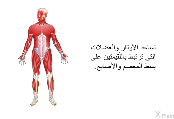 تساعد الأوتار والعضلات التي ترتبط باللُقيمتين على بسط المعصم والأصابع.