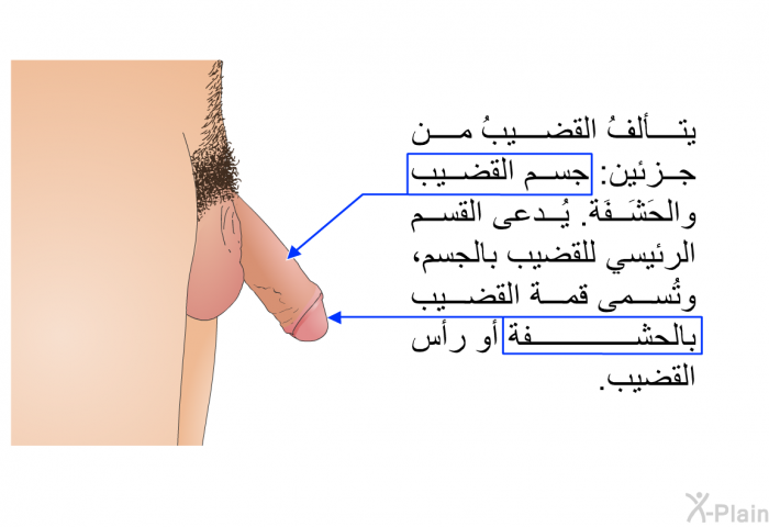 يتألفُ القضيبُ من جزئين: جسم القضيب والحَشَفَة. يُدعى القسم الرئيسي للقضيب بالجسم، وتُسمى قمة القضيب بالحشفة أو رأس القضيب.