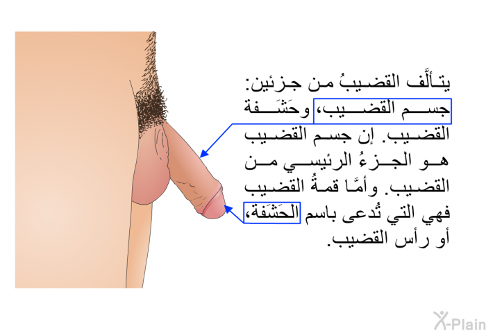 يتألَّف القضيبُ من جزئين: جسم القضيب، وحَشَفة القضيب. إن جسم القضيب هو الجزءُ الرئيسي من القضيب. وأمَّا قمةُ القضيب فهي التي تُدعى باسم الحَشَفة، أو رأس القضيب.