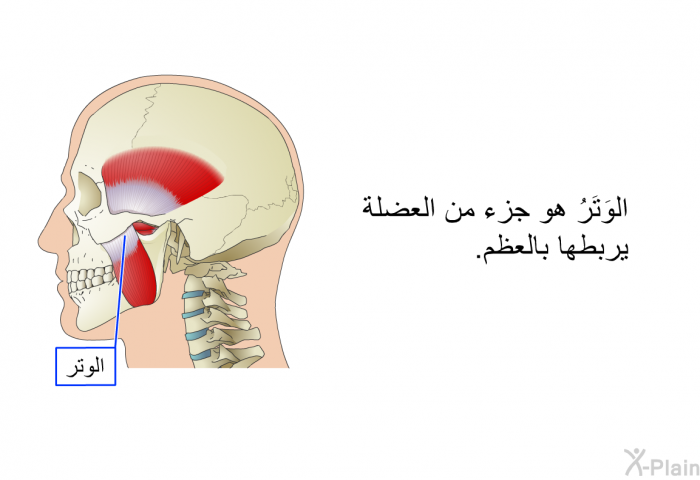 الوَتَرُ هو جزء من العضلة يربطها بالعظم.