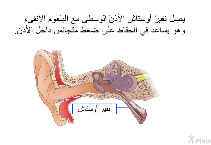 يصل نفيرُ أوستاش الأذنَ الوسطى مع البلعوم الأنفي، وهو يساعد في الحفاظ على ضغط متجانس داخل الأذن.