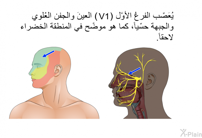 يُعَصِّب الفرعُ الأوَّل (V1) العينَ والجفن العُلوي والجبهة حسِّياً، كما هو موضَّح في المنطقة الخضراء لاحقاً.