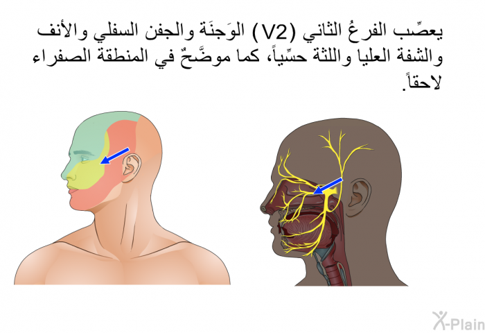 يعصِّب الفرعُ الثاني (V2) الوَجنَة والجفن السفلي والأنف والشفة العليا واللثّة حسِّياً، كما موضَّحٌ في المنطقة الصفراء لاحقاً.