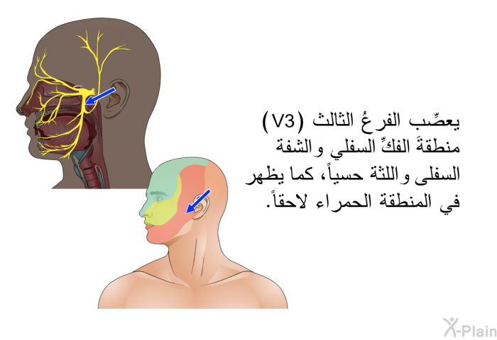 يعصِّب الفرعُ الثالث (V3) منطقةَ الفكِّ السفلي والشفة السفلى واللثة حسياً، كما يظهر في المنطقة الحمراء لاحقاً.