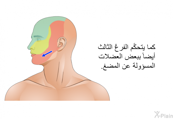 كما يتحكَّم الفرعُ الثالث أيضاً ببعض العضلات المسؤولة عن المضغ.