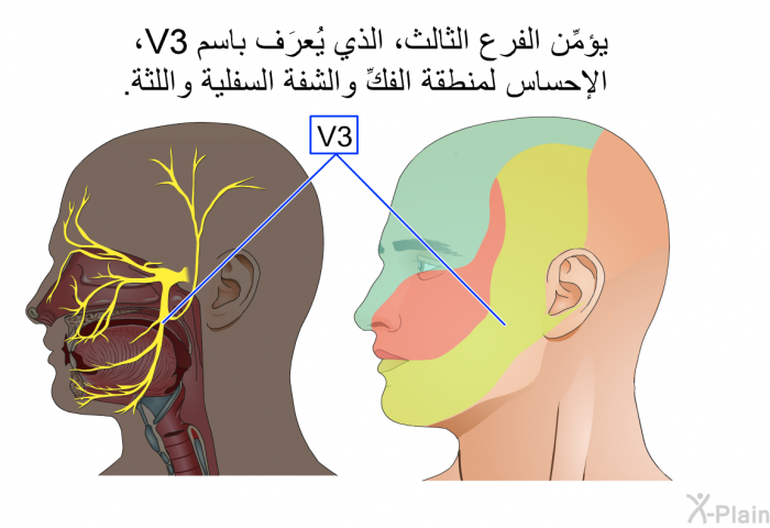 يؤمِّن الفرع الثالث، الذي يُعرَف باسم V3، الإحساس لمنطقة الفكِّ والشفة السفلية واللثة.