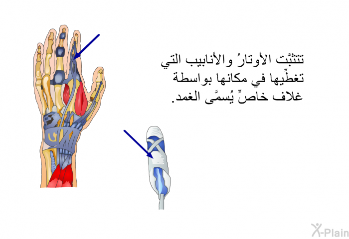 تتثبَّت الأوتارُ والأنابيب التي تغطِّيها في مكانها بواسطة غلاف خاصٍّ يُسمَّى الغمد.