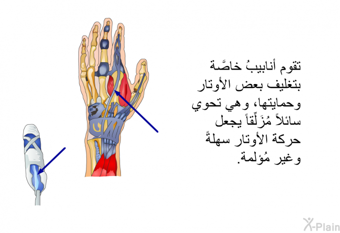 تقوم أنابيبُ خاصَّة بتغليف بعض الأوتار وحمايتها، وهي تحوي سائلاً مُزَلِّقاً يجعل حركةَ الأوتار سهلةً وغير مُؤلمة.