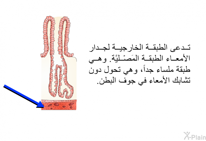 تدعى الطبقة الخارجية لجدار الأمعاء الطبقة المَصْليَّة. وهي طبقة ملساء جداً، وهي تحول دون تشابك الأمعاء في جوف البطن.